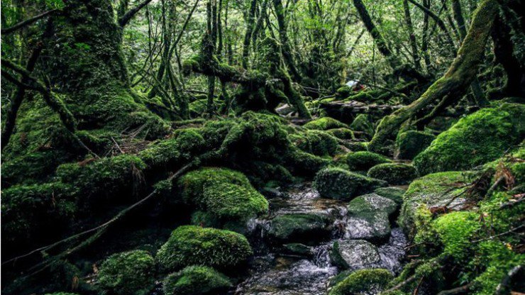 Đảo Yakushima, Nhật Bản: Nằm ngoài khơi bờ biển Kyushu và tỉnh Kagoshima, hòn đảo huyền diệu này là một ốc đảo tự nhiên và là nơi sinh sống của một số cây lâu đời nhất ở Nhật Bản, có nơi đã hơn 7.000 năm tuổi. Bạn có thể đi bộ xuyên núi hoặc tản bộ yên bình qua Shiratani Unsuikyo, một công viên thiên nhiên tươi tốt, hoặc ngắm nhìn những chú hươu Yakushima, khỉ và những loài động vật đáng kinh ngạc khác quanh đảo.&nbsp;
