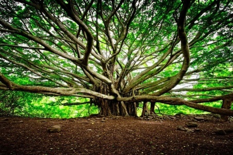 Cây đa vĩ đại tồn tại hơn 2 thế kỷ, vươn rễ mọc cả nghìn mét