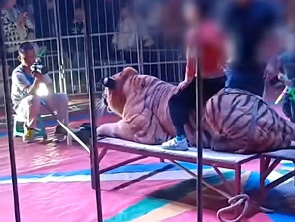Rạp xiếc ở Trung Quốc gây sốc khi cho trẻ em ngồi lên lưng hổ để chụp ảnh - 2