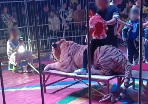 Rạp xiếc ở Trung Quốc gây sốc khi cho trẻ em ngồi lên lưng hổ để chụp ảnh - 1