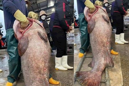 Tin tức 24h qua: Bắt được cá mú “lớn chưa từng có” ở Nghệ An