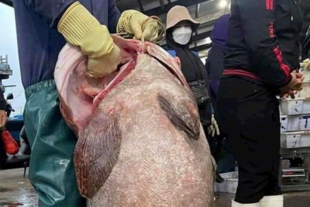 Ngư dân bắt được cá mú "khổng lồ" nặng gần 70kg