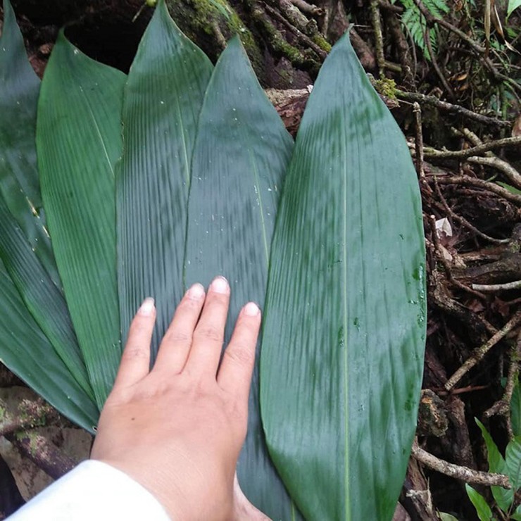 Trên các trang thương mại điện tử, chỉ cần gõ từ khóa “lá tre khô”, người tiêu dùng sẽ thấy hàng loạt bài viết bán loại lá này hiện lên với giá 30.000 đồng/100gr hay từ 150-350.000 đồng/kg
