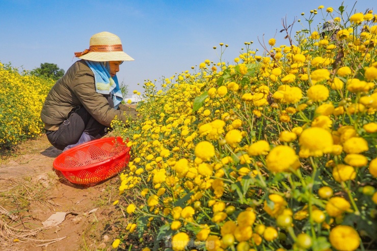 Sắc vàng rực rỡ trên cánh đồng cúc chi mùa thu hoạch - 4