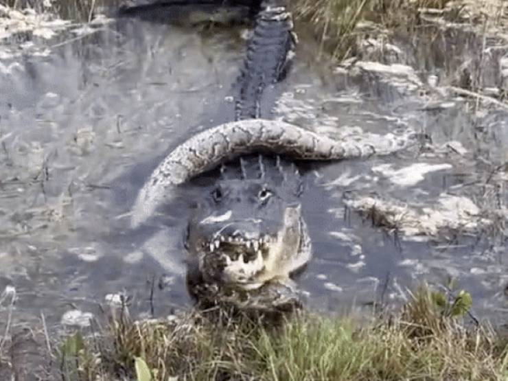 Video: Khoảnh khắc cá sấu "khủng" khuất phục trăn sau cuộc kịch chiến