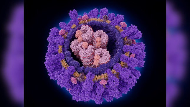 Phát hiện một loại kháng thể có thể nhắm vào nhiều chủng virus cúm cùng lúc - 1