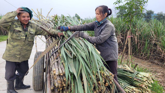 Công việc dù vất vả, nhưng nụ cười luôn nở trên môi người nông dân. Cây mía sau khi chặt sẽ được kết thành từng bó, đưa lên xe đem về nhà ép lấy mật.