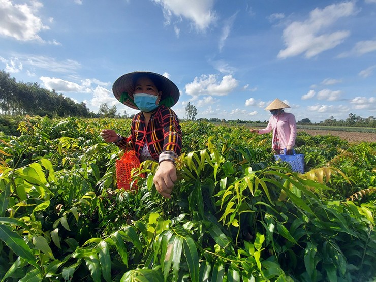 Thấy được tiềm năng kinh tế của rau đọt choại, nhiều người dân đã trồng loại rau này để kiếm thêm thu nhập.&nbsp;
