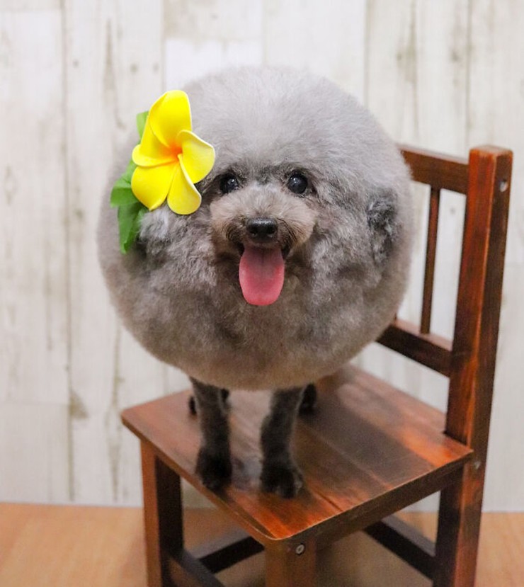 Sesame là chú chó Poodle tròn trịa và hạnh phúc nhất từ ​​trước đến nay.
