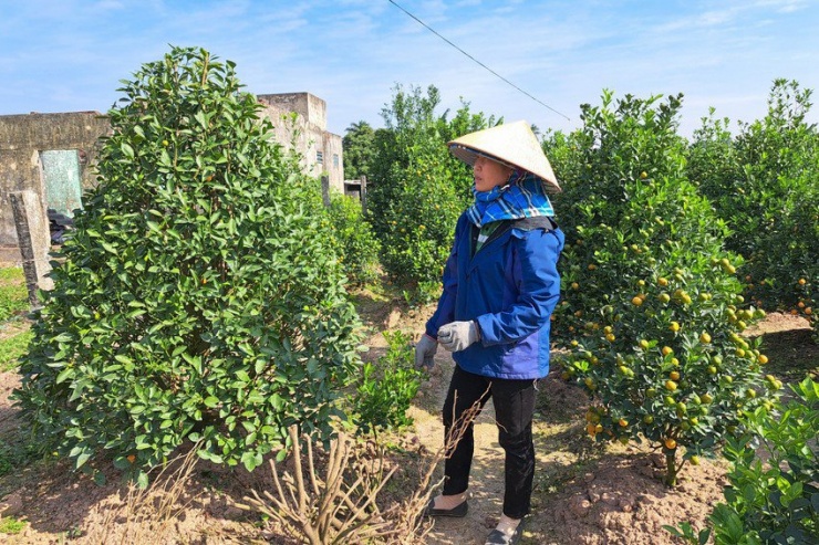 Bà Lợi tranh thủ thu gom các cây quất cảnh bị chết nhằm tránh gây ảnh hưởng sang các cây còn lại. Ảnh: NGỌC SƠN