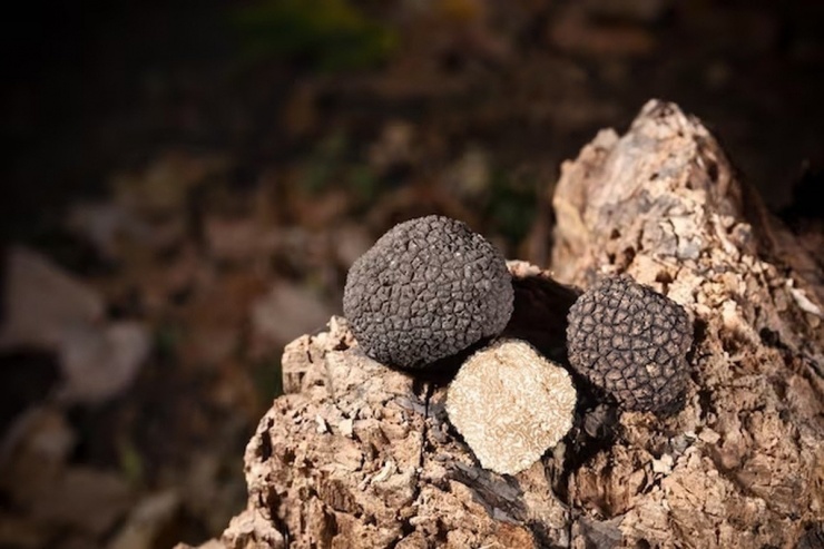 Việc trồng nấm truffle không phải là không thể nhưng cực kỳ khó khăn. Pháp đã trồng thành công nấm truffle từ giữa đến cuối những năm 1800. Vào thời kỳ đỉnh cao, cả nước sản xuất hàng trăm tấn nấm cục vào cuối thế kỷ 19. Tuy nhiên, ngành này suy giảm vào thế kỷ 20 khi nhiều người rời nông thôn, chuyển đến thành phố. Ảnh: Freepik