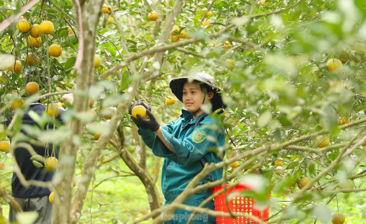 Nông dân bỏ ra hàng trăm triệu &#39;&#39;mắc màn&#39;&#39; cho cam - 14