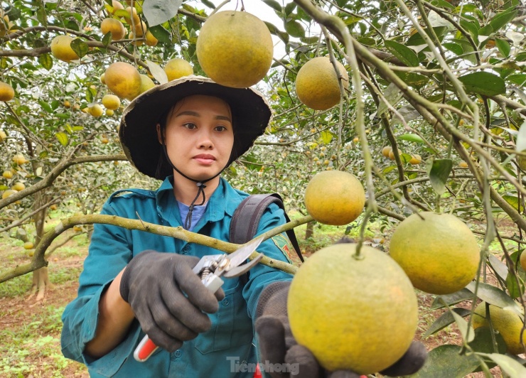 Hiện cam đang vào đợt thu hoạch nên anh Hiếu phải thuê 2 nhân công túc trực hàng ngày để hái cam cho khách. Dịp sát Tết, nhu cầu cao, lượng khách mua nhiều nên anh Hiếu thường phải thuê từ 10-15 nhân công túc trực để hái cam bán.