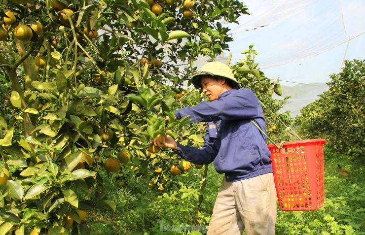 Vườn cam ông Nguyễn Đình Ân (SN 1974, chủ trại cam Ân Thơm, xã Đồng Thành, huyện Yên Thành) năm nay được mùa, năng suất cao và chất lượng tốt nhờ mắc màn lưới cho toàn bộ 2ha vườn cam. Ông Ân cho hay, mỗi ha cây cam, ông bỏ hơn 60 triệu đồng để mua màn lưới về phủ cho vườn cam. "Phủ màn lưới sẽ giúp vườn cam mình tránh được sâu bướm, ruồi vàng. Đây là kẻ thù của cam. Có màn lưới rồi nên mình không cần phải sử dụng thuốc bảo vệ thực vật phun cho cây nữa", ông Ân nói.