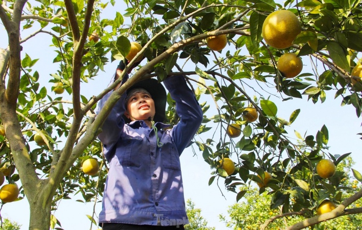 Bà Đinh Thị Linh - Chủ tịch Hội Nông dân huyện Yên Thành - cho hay, phương pháp mắc màn cho vườn cam rất hữu ích. Tuy nhiên, do chi phí đầu tư lớn nên chỉ một số ít trang trại áp dụng để sản xuất. "Việc mắc màn lưới cho vườn cam rất hiệu quả, tránh được các loại sâu bọ gây hại cho vườn cam. Nhờ đó không cần phải sử dụng các loại thuốc bảo vệ thực vật cho cam. Vì thế cam ngon và đảm bảo. Phía Hội cũng khuyến khích người nông dân nên áp dụng việc mắc màn phủ cho cam để tránh các tác nhân bên ngoài gây hại cho vườn cam", bà Linh nói.