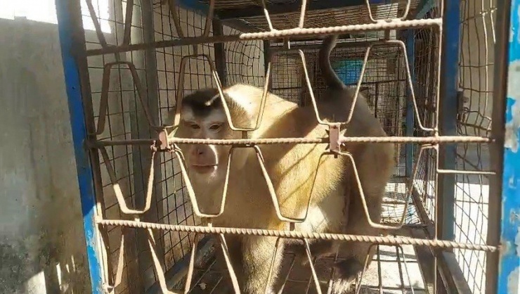 Người đàn ông ở TP Thủ Đức bàn giao một con khỉ đuôi lợn cho kiểm lâm - 2