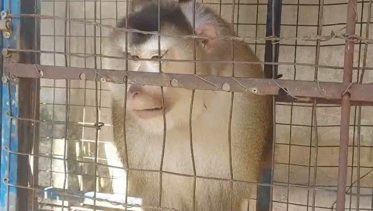 Người đàn ông ở TP Thủ Đức bàn giao một con khỉ đuôi lợn cho kiểm lâm - 1