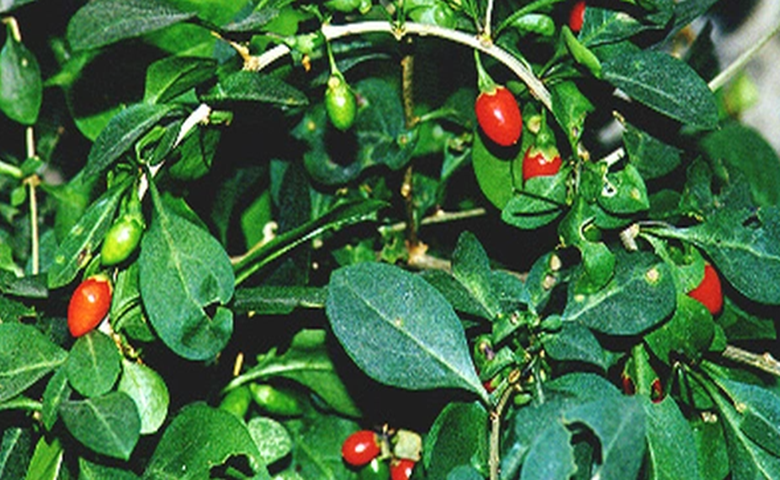 Cây trước làm hàng rào không ai nghĩ ăn được, nay là đặc sản lạ được ưa chuộng, giá 75.000 đồng/kg - 3