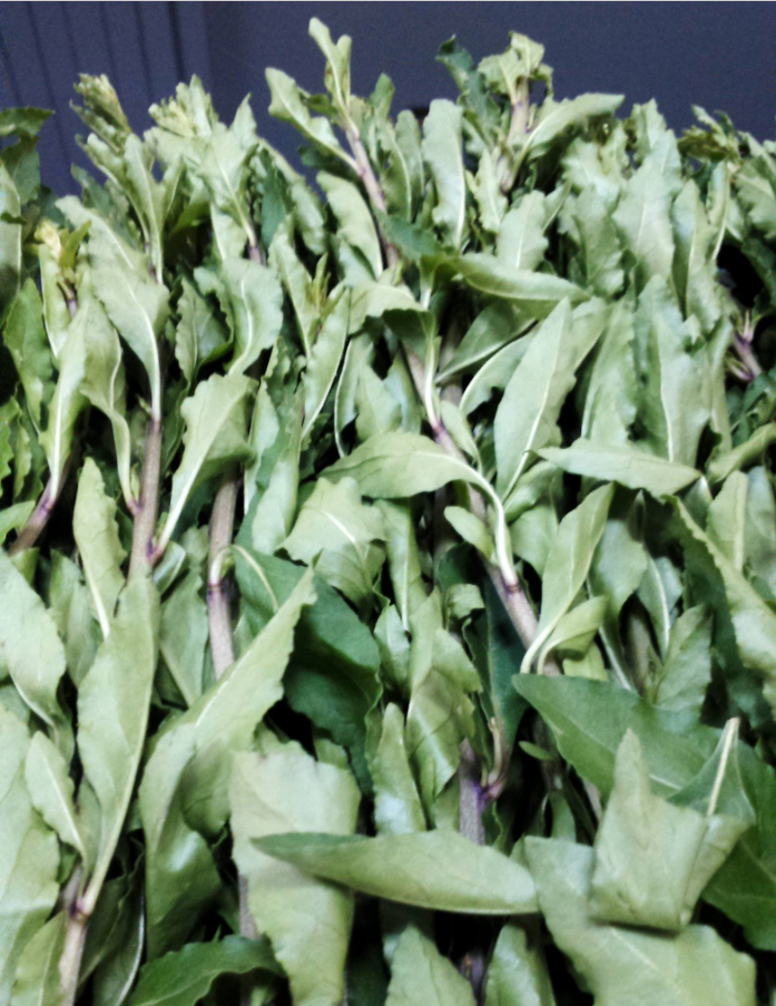 Cây trước làm hàng rào không ai nghĩ ăn được, nay là đặc sản lạ được ưa chuộng, giá 75.000 đồng/kg - 4