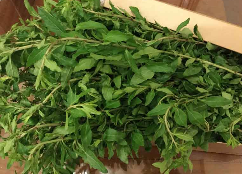 Cây trước làm hàng rào không ai nghĩ ăn được, nay là đặc sản lạ được ưa chuộng, giá 75.000 đồng/kg - 1