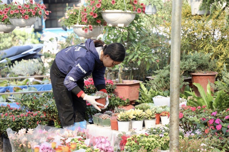 Theo các nhà vườn, thời tiết năm nay khá thuận lợi, hoa nhiều nên giá hoa giảm so với năm trước.