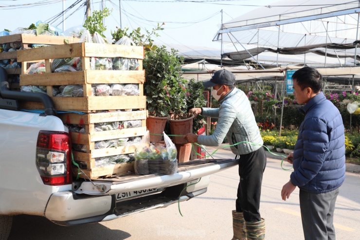 Khách tham quan, mua lẻ, mua buôn, nhộn nhịp hơn thường ngày. Tuy nhiên, phải bắt đầu từ tháng 12 âm lịch, không khí tại làng hoa Xuân Quan mới trở nên sôi động nhất.