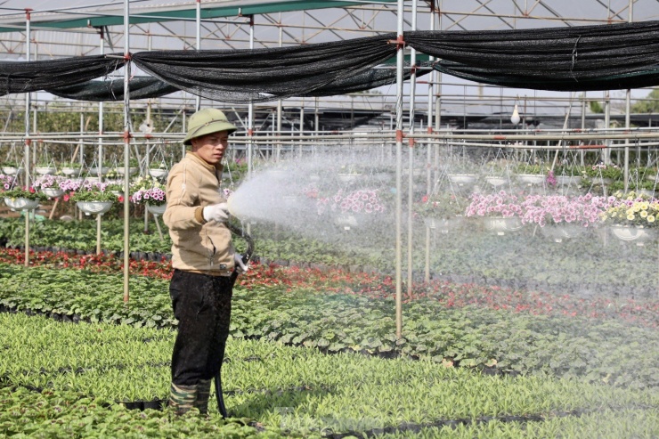 Những cánh đồng hoa rộng mênh mông, bát ngát. Anh Hoàn, chủ nhà vườn Hoàn Lụa, có diện tích hơn 1 mẫu ruộng trồng hoa tại Xuân Quan chia sẻ: "Tôi thấy thời tiết năm nay khá thuận lợi cho trồng hoa. Lạnh nhưng có nắng hanh thì cây vẫn phát triển tốt, nhất là hoa dạ yến thảo, rất ưa nắng hanh. Chỉ mong mưa thuận gió hoà, thời tiết thuận lợi để hoa nở đẹp và được giá".