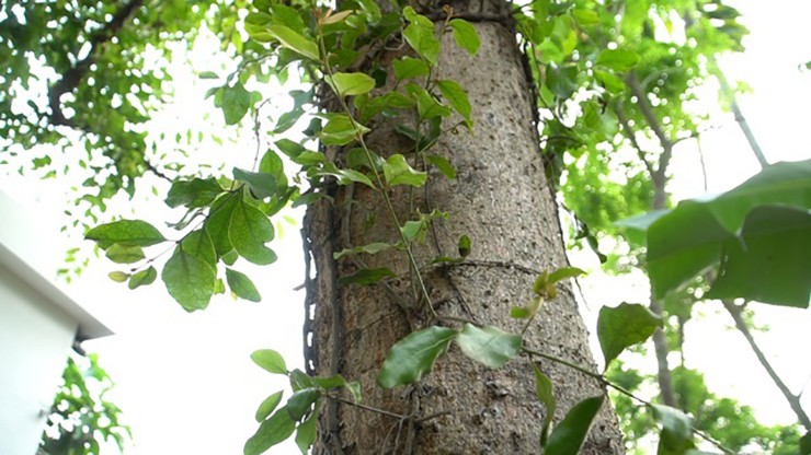 Tầm gửi sống trên cây gạo từ lâu đã được xem là bài thuốc quý, là hàng hiếm, có giá lên tới cả triệu đồng/kg
