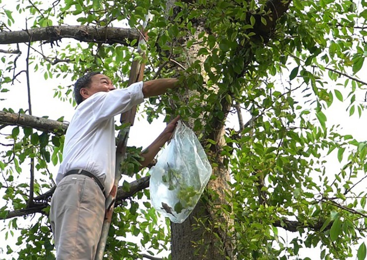 Bộ phận dùng được của tầm gửi thường là toàn bộ cành lá. Loài cây này sống nhờ trên nhiều loại cây khác nhau nhưng quý nhất là tầm gửi sống nhờ trên cây gạo tía
