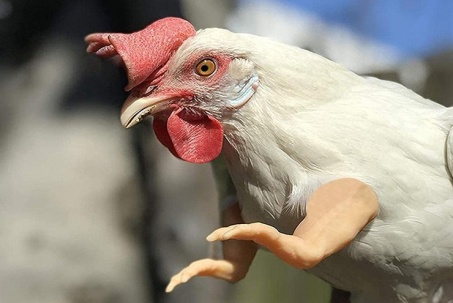 Truyện cười: Con gà "qua đời" có bao nhiêu cái tên?