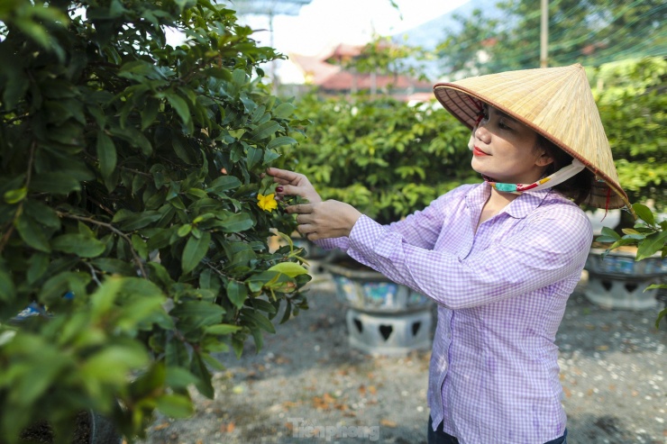 Hiện tại, chủ vườn không ngắt bỏ số hoa đã nở mà để gần Tết mới ngắt lá và ngắt bỏ hoa đã nở sớm, để những nụ còn lại có thể phát triển và ra hoa đúng dịp Tết.