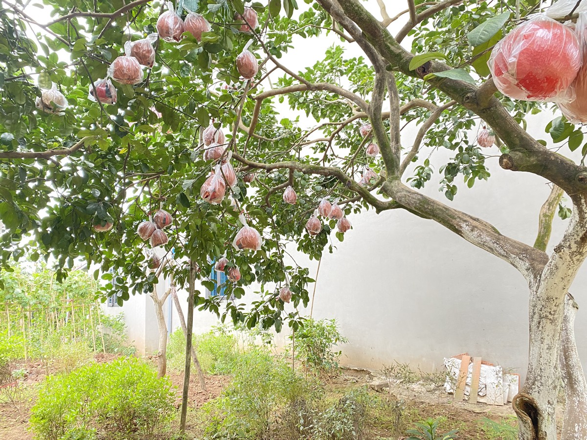 Bắt đầu từ tháng 8 Âm lịch cây sẽ ra quả bưởi hồng. Đến tháng 10 Âm lịch, bưởi sẽ chuyển sang màu đỏ để thu hoạch vào tháng 12 Âm lịch.