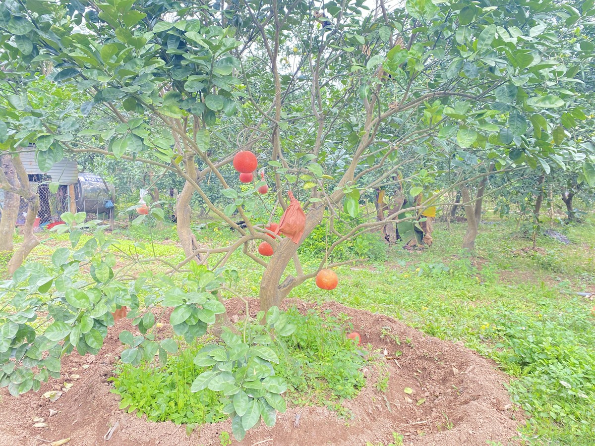 Trước Tết Âm lịch, nông dân sẽ bón phân để chuẩn bị cho mùa vụ tiếp theo.