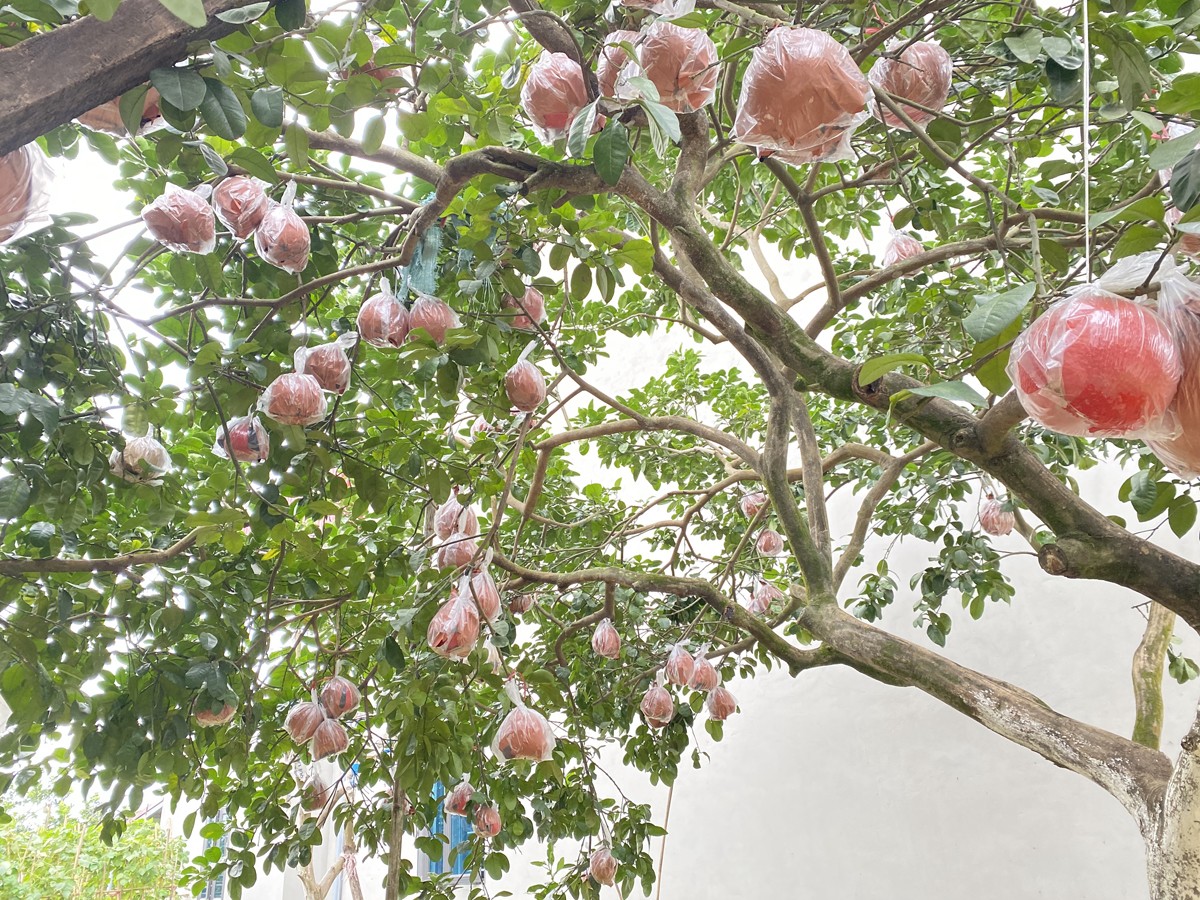 Nếu không đặt hàng&nbsp;trước từ sớm, người dân rất khó để có thể mua được giống bưởi quý hiếm này.