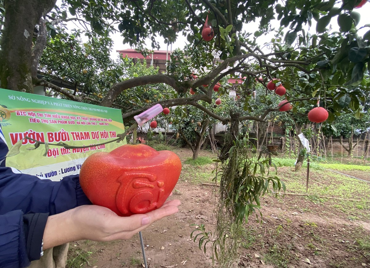 Bưởi đỏ Đông Cao gồm hai loại: Bánh men và trái nũm,&nbsp;được ép khuôn tạo hình hai chữ tài&nbsp;- lộc từ lúc quả còn non. Giá bưởi được tạo hình cao hơn nhờ sự kỳ công và độc đáo với mức giá 250.000 đồng/1 quả.