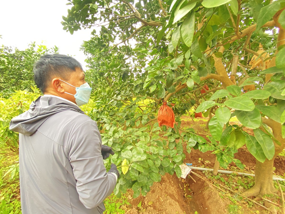 Nông dân thường xuyên tuốt lá để cho cây&nbsp;ra hoa đồng đều.