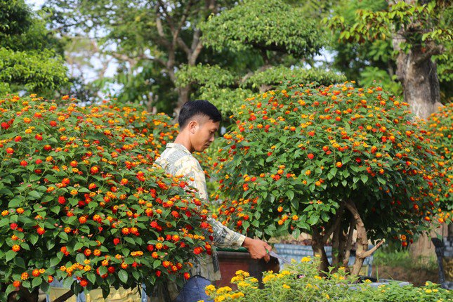 Anh Nguyễn Mạnh Hùng (SN 1992, trú xã Nghi Ân, TP Vinh) cho biết, nhận thấy vẻ đẹp của loài hoa này, anh đã săn lùng, chăm sóc và lai tạo được những cây ngũ sắc có màu độc lạ như màu tím rũ, trắng, vàng nghệ, đỏ nhung, cà rốt...