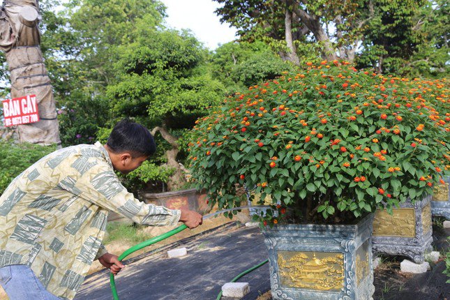 Những ngày này, anh Hùng đang tất bật chăm sóc cho cây hoa ngũ sắc để trình làng ở chợ hoa xuân vào dịp Tết.