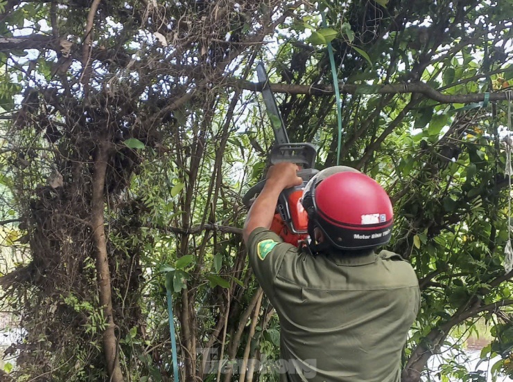 Lội ruộng, leo cây tháo dỡ ‘ma trận’ bẫy chim trời ở Hà Tĩnh - 12