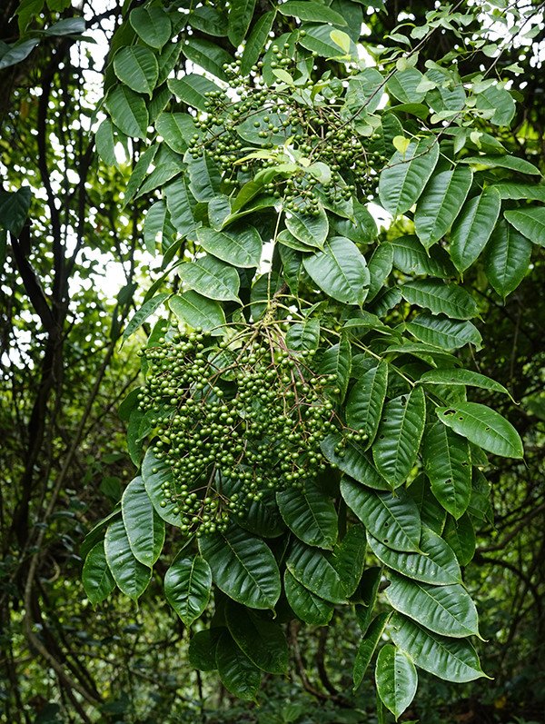 Tìm thấy chất chống ung thư từ loại gia vị quen thuộc trong bếp của nhiều gia đình - 2