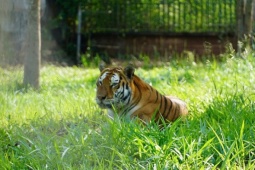 Hổ chết tại Khu du lịch Vườn Xoài nghi do ăn thịt gà 2 Người chăm sóc thú ở Vườn Xoài: 'Hổ lờ đờ rồi chết rất nhanh'