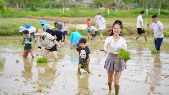 Những người Trung Quốc trẻ tuổi đang cấy trên đồng ruộng.