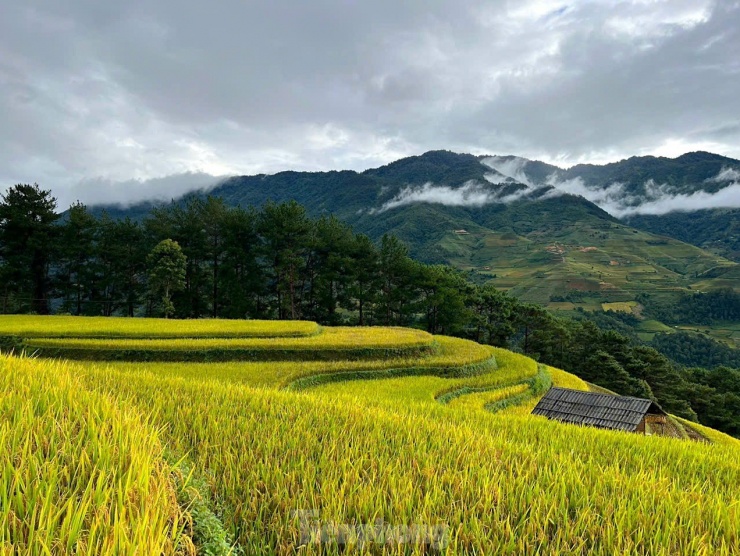 Năm 2019, danh thắng ruộng bậc thang Mù Cang Chải đã được xếp hạng là Di tích quốc gia đặc biệt. Hàng năm, rất đông du khách lựa chọn tới đây du lịch để trải nghiệm mùa vàng trên các ruộng bậc thang.