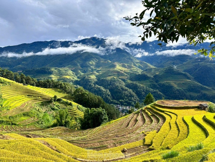 Phong cảnh ở Mù Cang Chải đẹp nhất vào mùa thu, khi lúa chín vàng óng khắp các triền đồi và thung lũng ruộng bậc thang cao thấp.