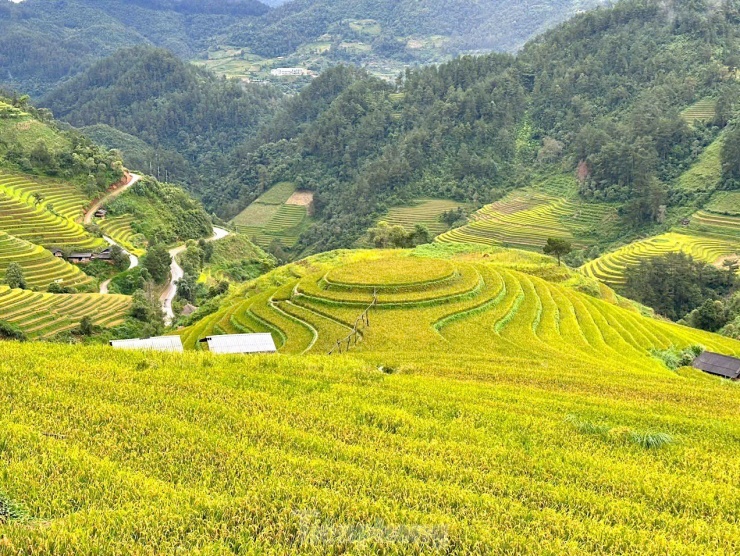 Đồi Mâm Xôi ở La Pán Tẩn, cách trung tâm huyện Mù Cang Chải khoảng 8km là điểm đến nổi tiếng cho du khách khi đến Yên Bái ngắm cảnh mùa vàng.