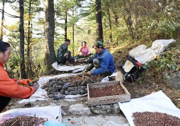 Trèo lên ngọn cây tìm “quả trường thọ” 25 năm mới xuất hiện, giá cao mà dân vẫn lùng mua - 4