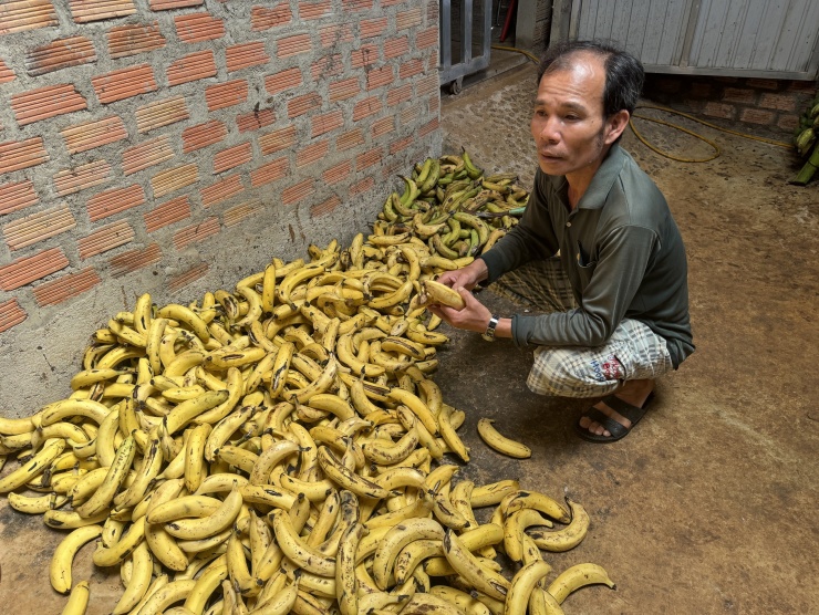 Thức ăn chủ yếu của chồn hương là chuối.