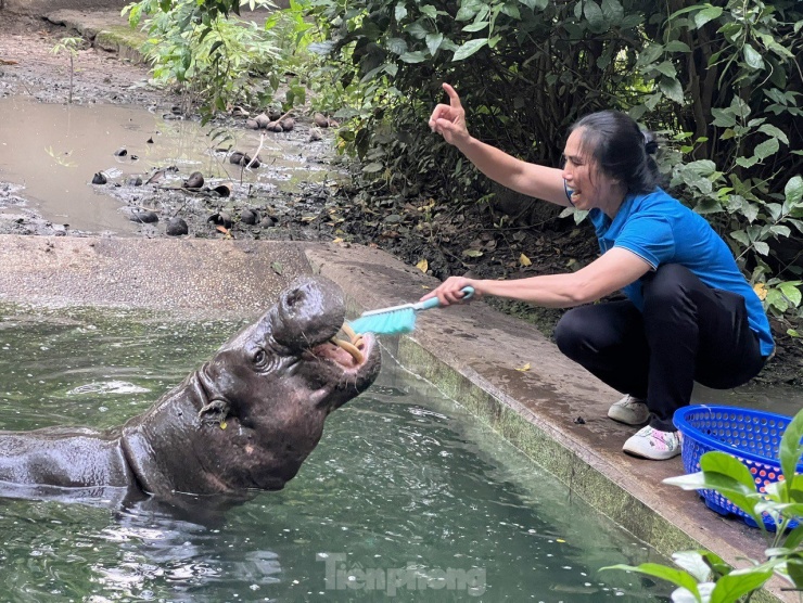 Đến nơi 'làm nail' cho voi, đánh răng cho hà mã - 6