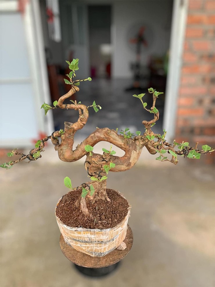 Ổi bonsai có thể trưng ở ban công hay sân vườn để làm đẹp cảnh quan.
