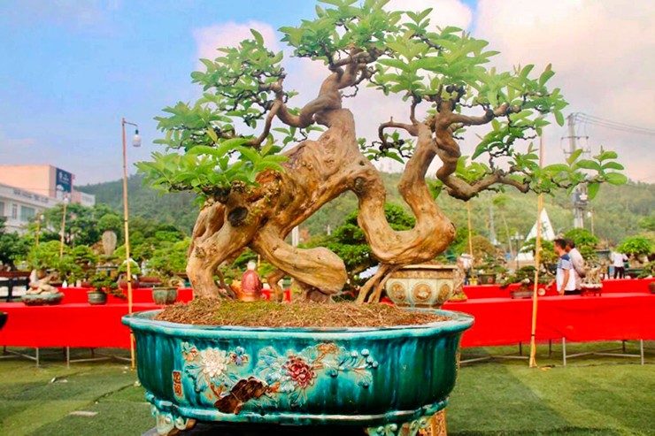 Trên thị trường, ổi bonsai có giá từ vài trăm đến vài triệu đồng tuỳ vào dáng thế và kích cỡ
